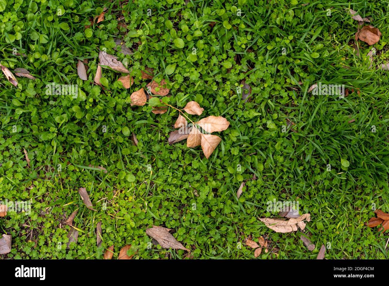 Autumn leaves fallen on green grass field Stock Photo - Alamy