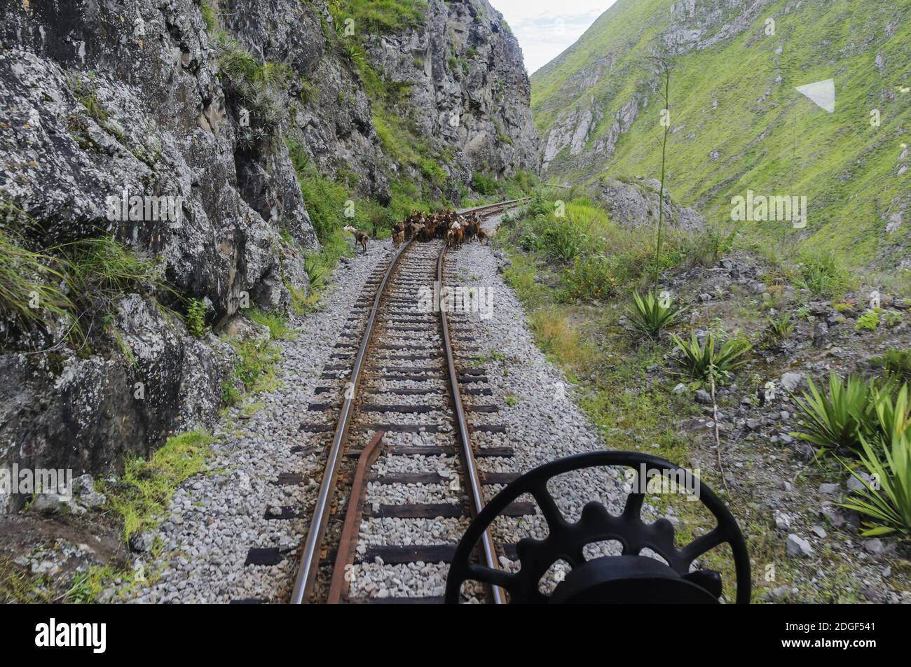 Train ride in the Andes to Devil's Nose in Ecuador, on the tracks is a herd of goats. Stock Photo