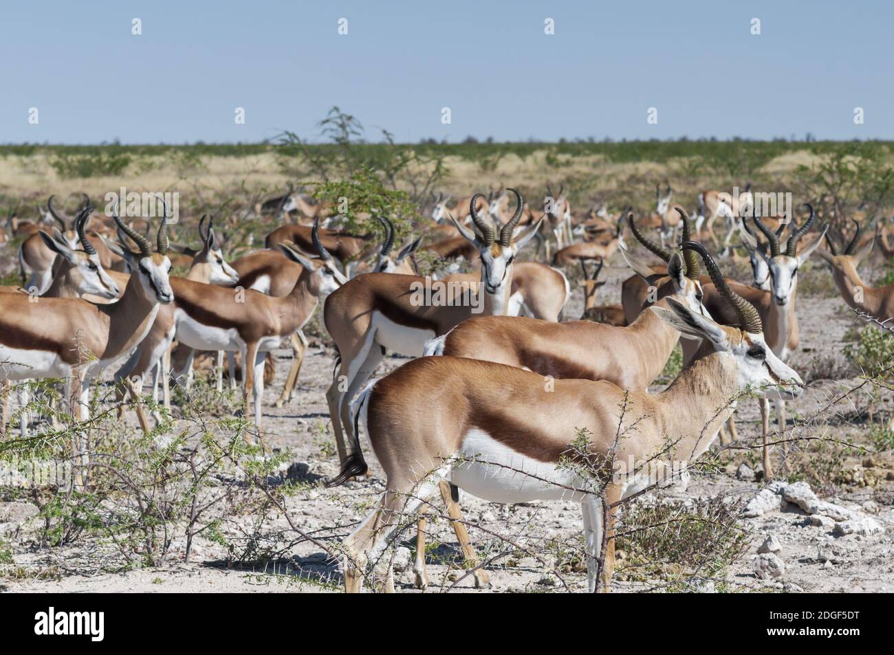Herd of springboks in dry season in Etosha National Park. Stock Photo