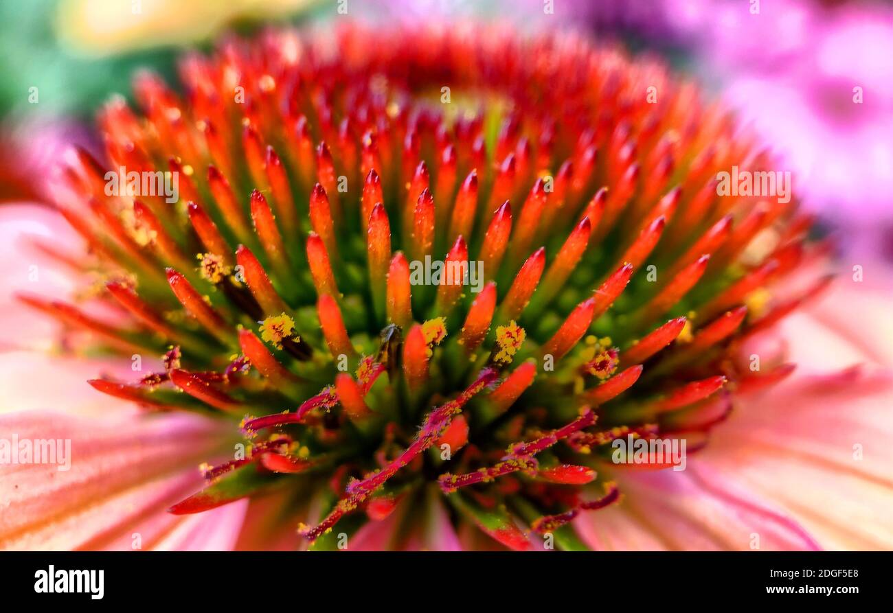 Echinacea purpurea magnus or cone flower Stock Photo