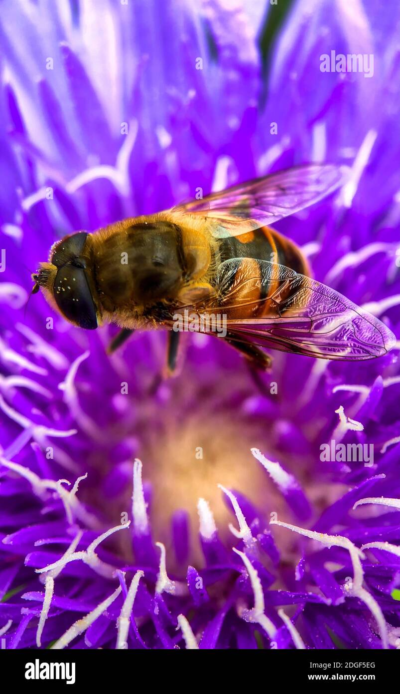 A pretty purple dahlia flower with a bee crawling on it Stock Photo Alamy