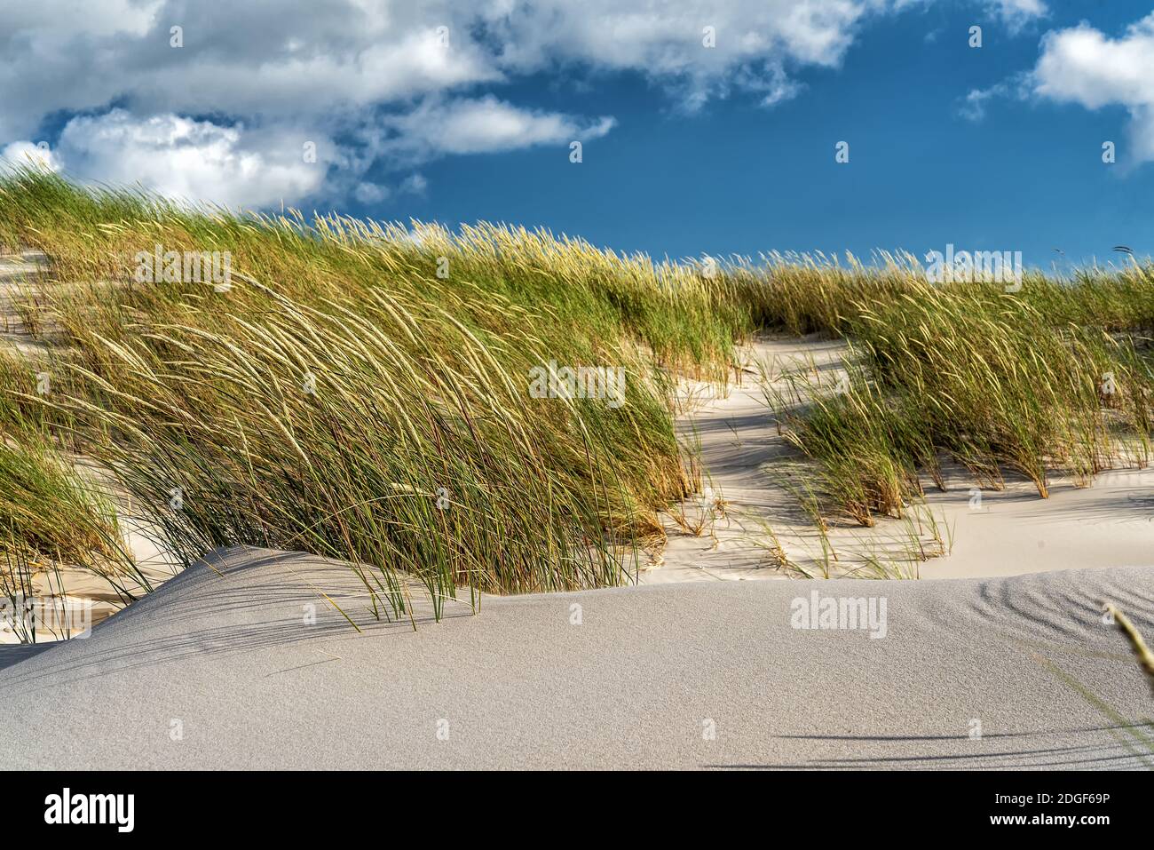 Dunes with marram gras Stock Photo
