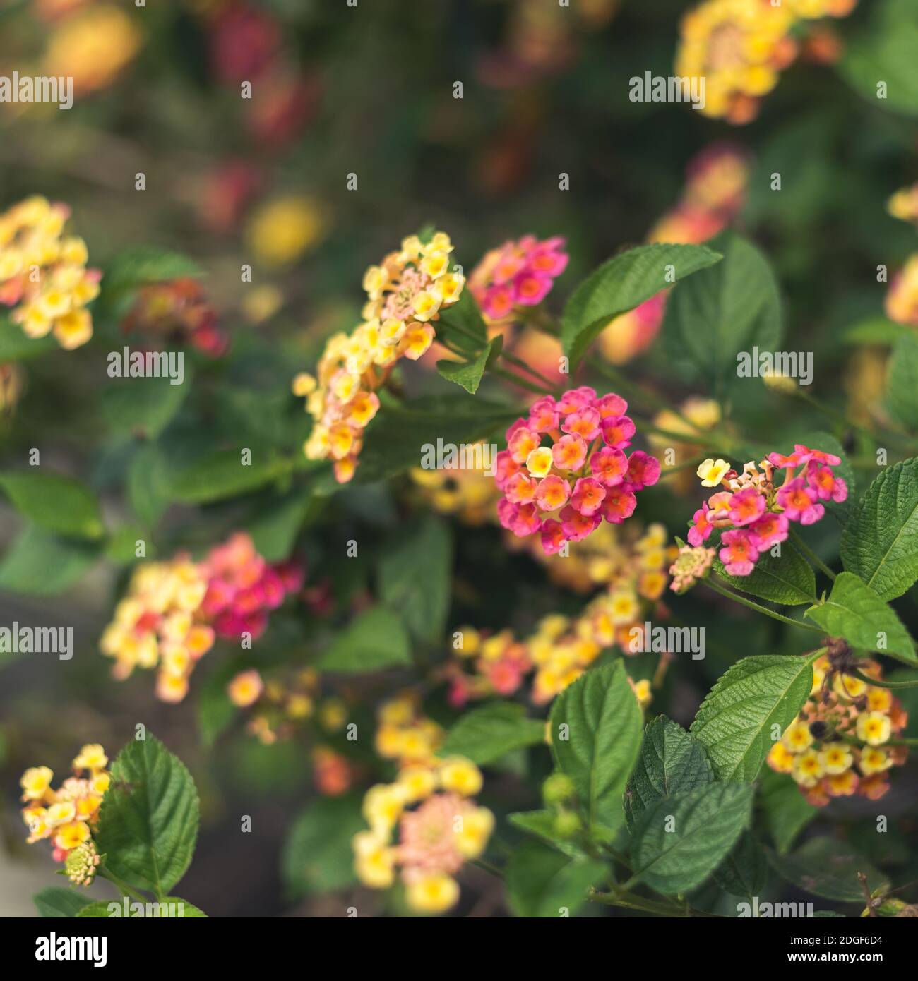 Nature flowers background Stock Photo - Alamy