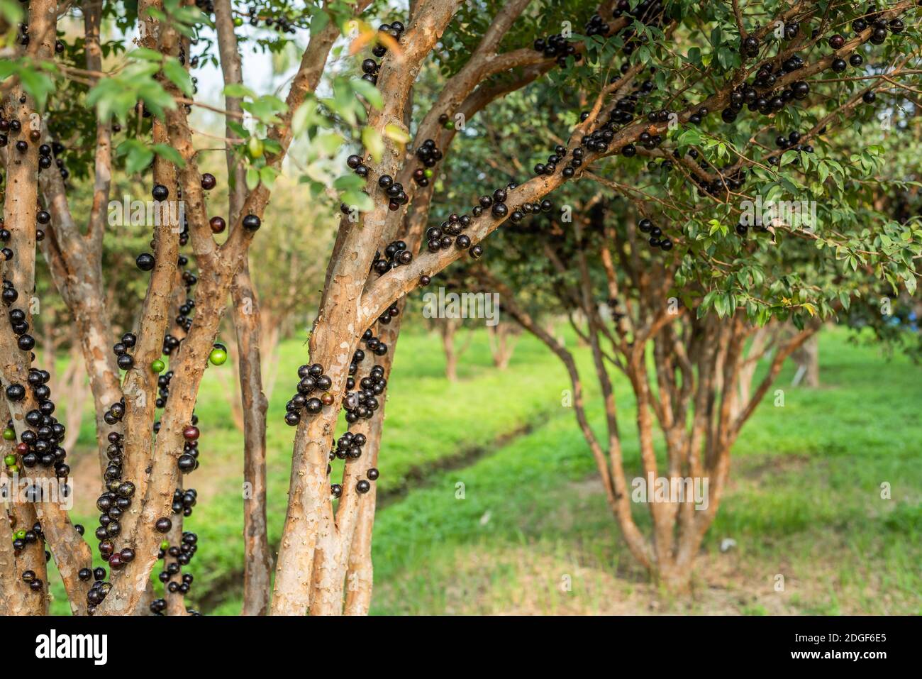 Jaboticaba tree with fruits Stock Photo Alamy