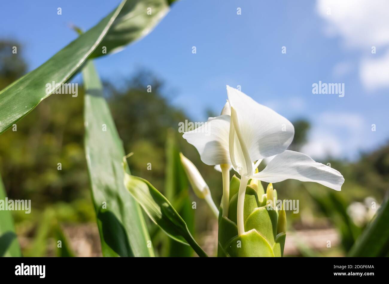 Nature landscape of white butterfly ginger Stock Photo