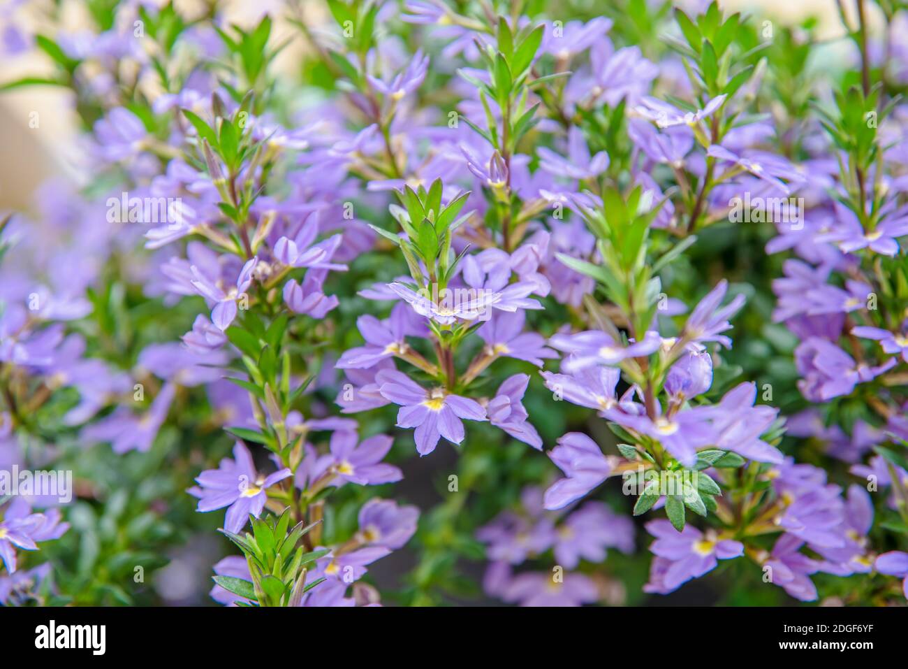 Pattern of small purple garden flowers with round petals. Phlox Stock Photo