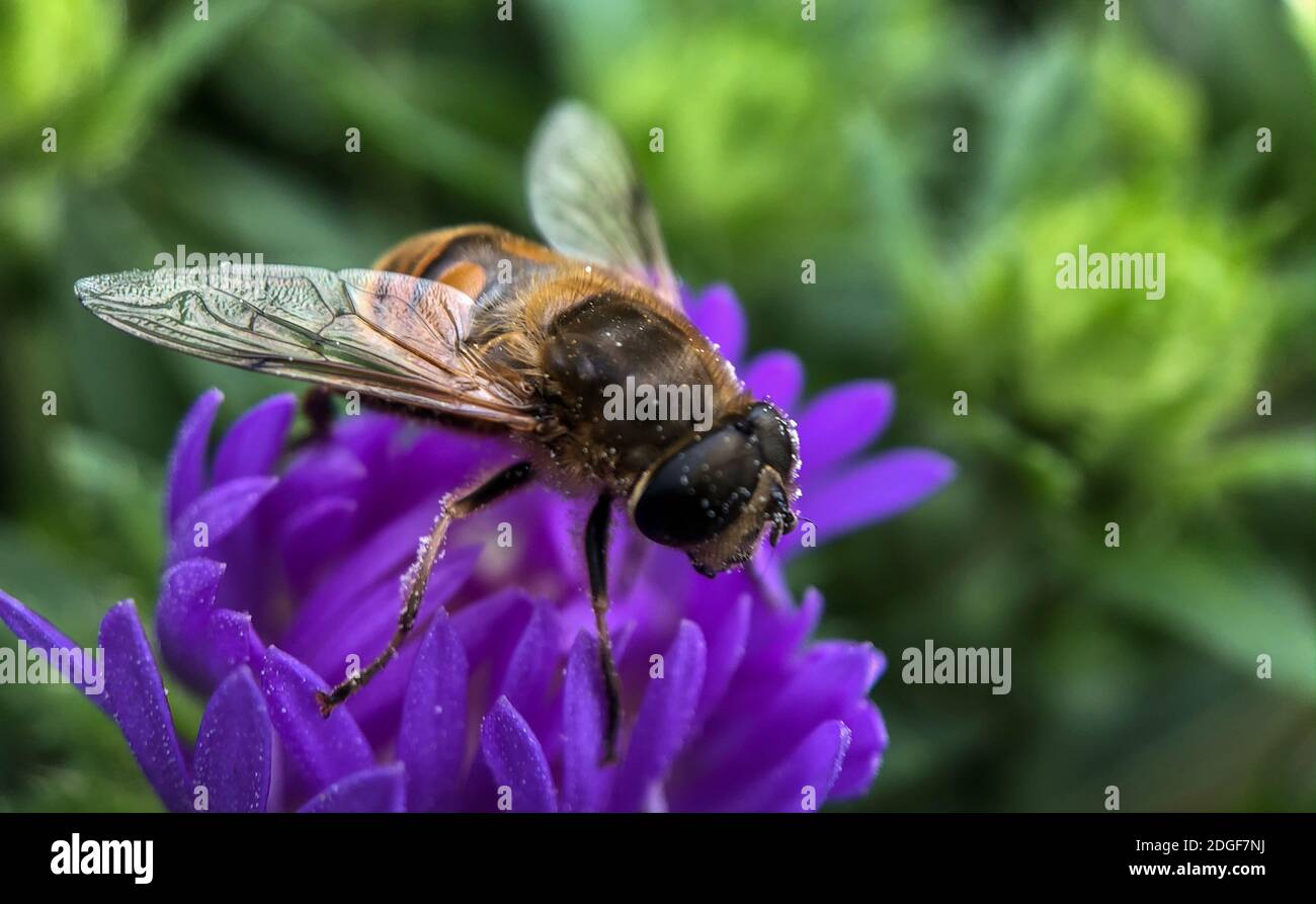 Dalia with a bee hires stock photography and images Alamy