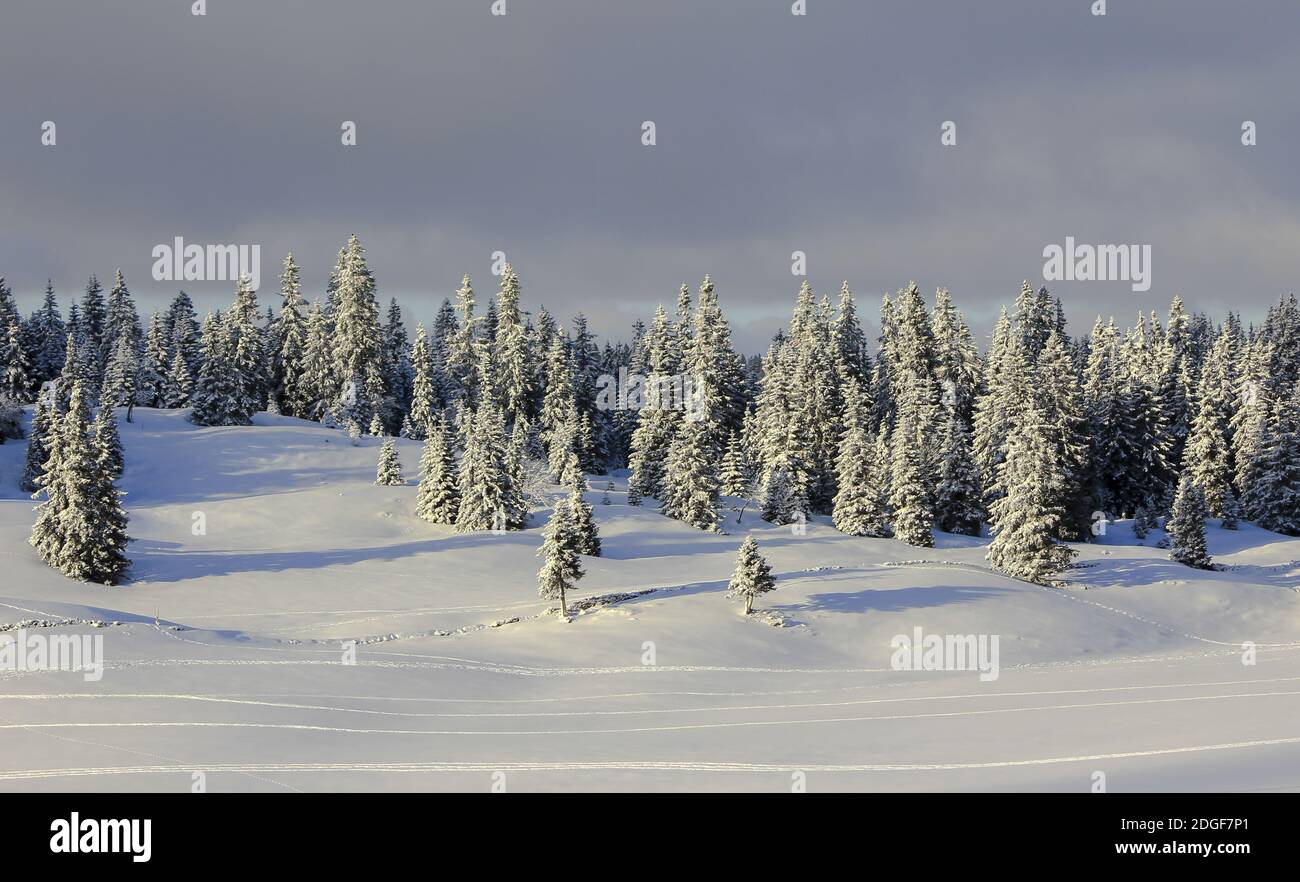 Very beautiful winter landscape with fir trees Stock Photo - Alamy
