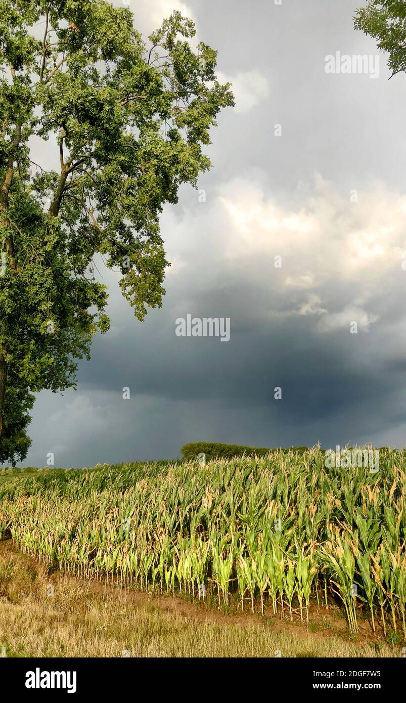 Dark Storm Skies Looming Over Corn Fields Stock Photo Alamy