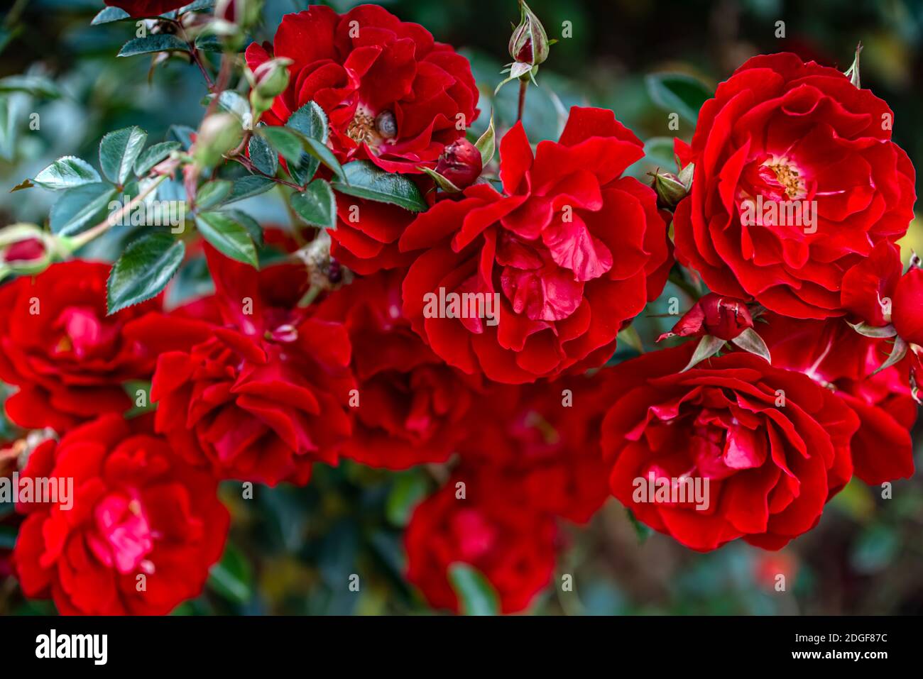 Deep red blooming rose flowers in bush in green summer garden Stock Photo