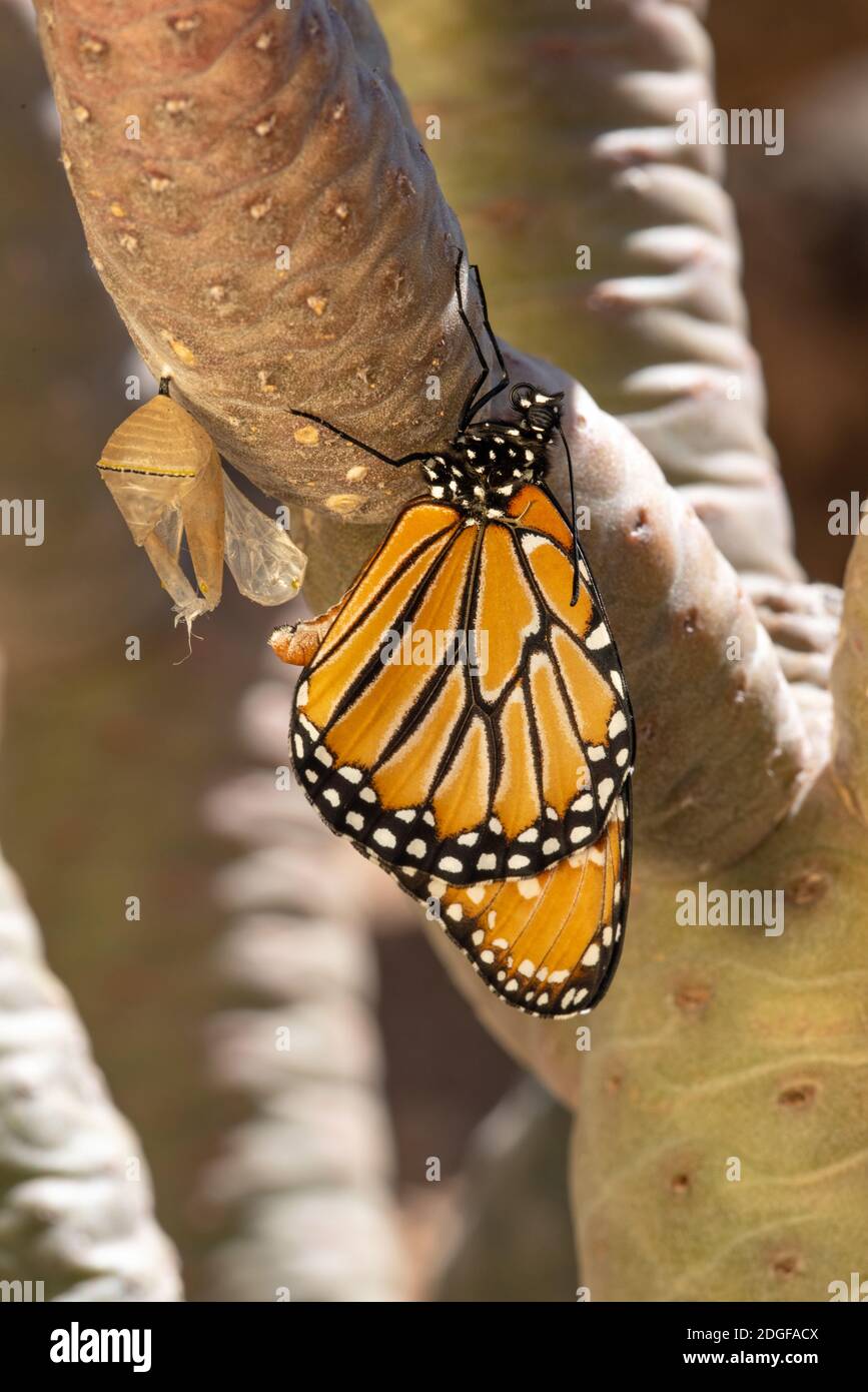 Queen Butterfly (Danaus gilippus) emerging from chrysalis Stock Photo