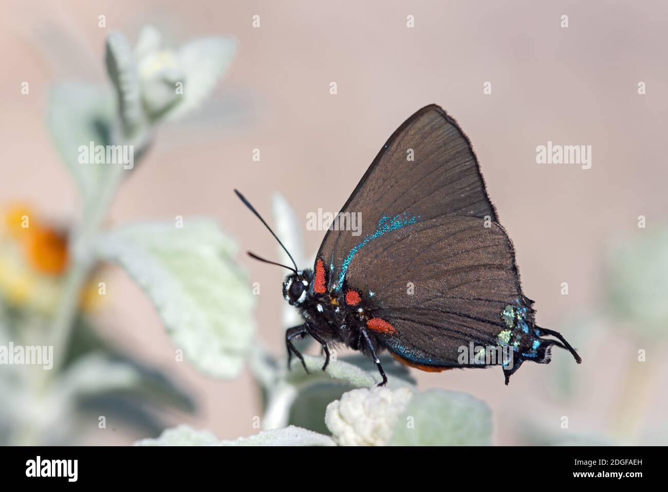 Great Purple Hairstreak Atlides halesus (Cramer, 1777