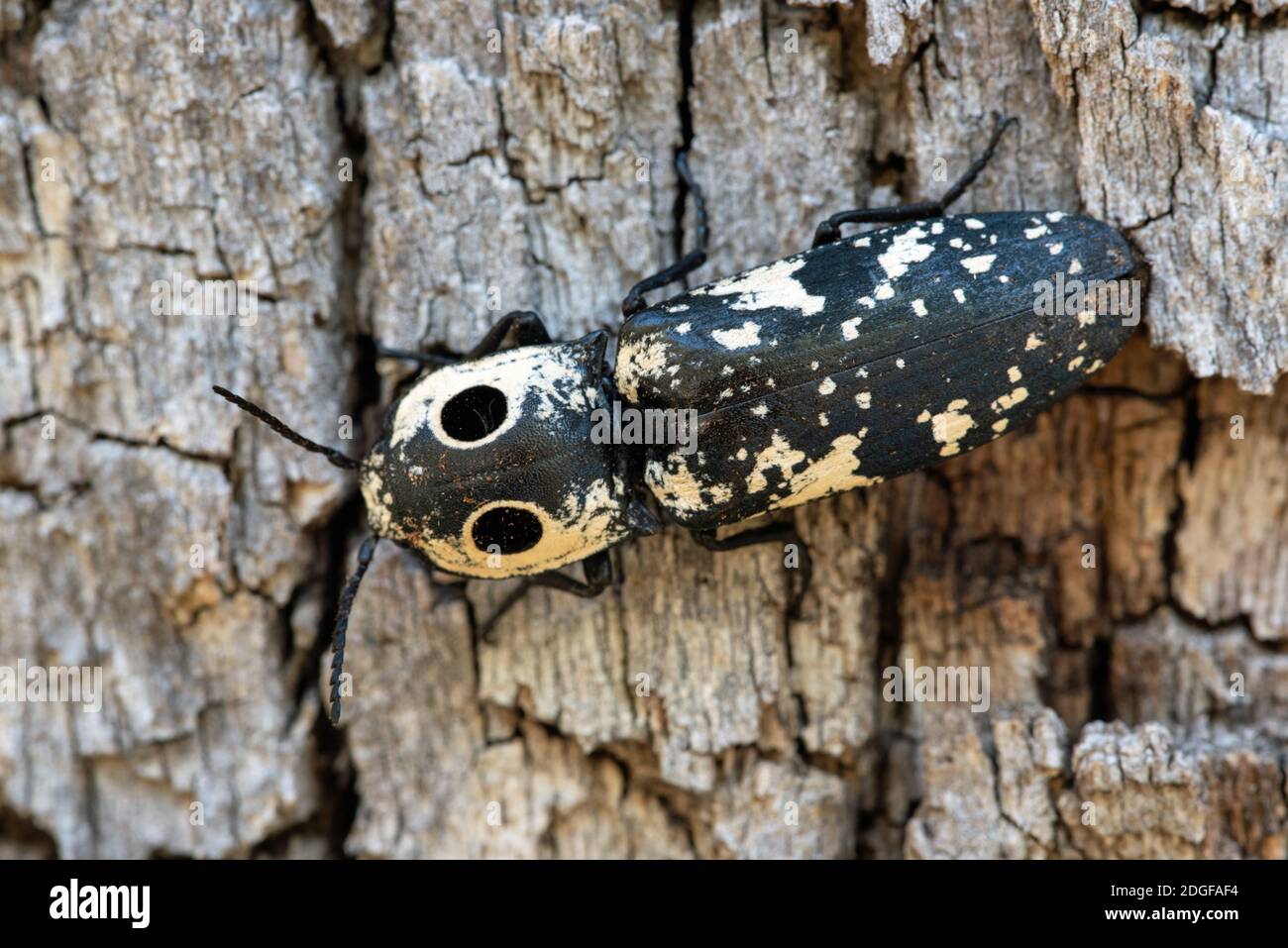 Zuni Click Beetle (Alaus zunianus) Stock Photo
