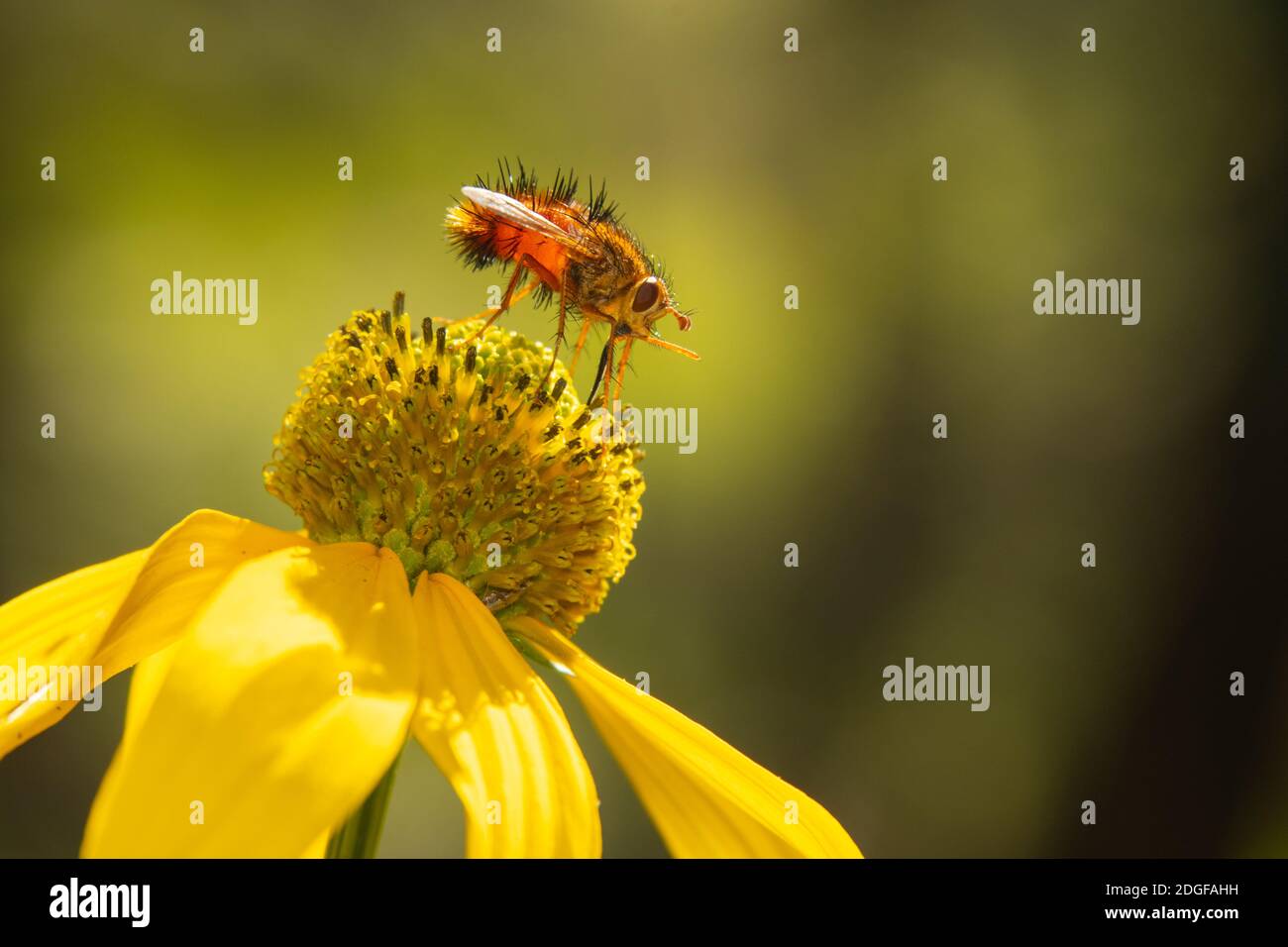 Tachinid Fly on yellow flower Stock Photo