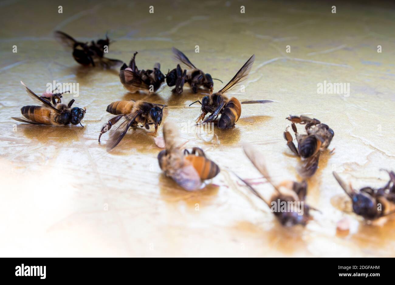 The remains of dead bees are strewn on the ground Stock Photo