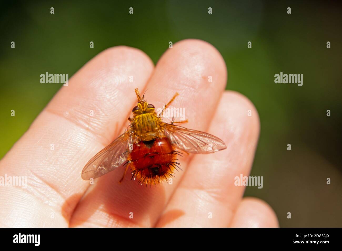 Tachinid Fly in hand Stock Photo