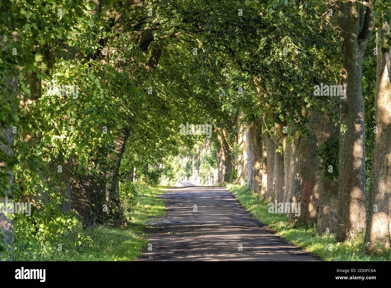 Alley in summer in Poland Stock Photo