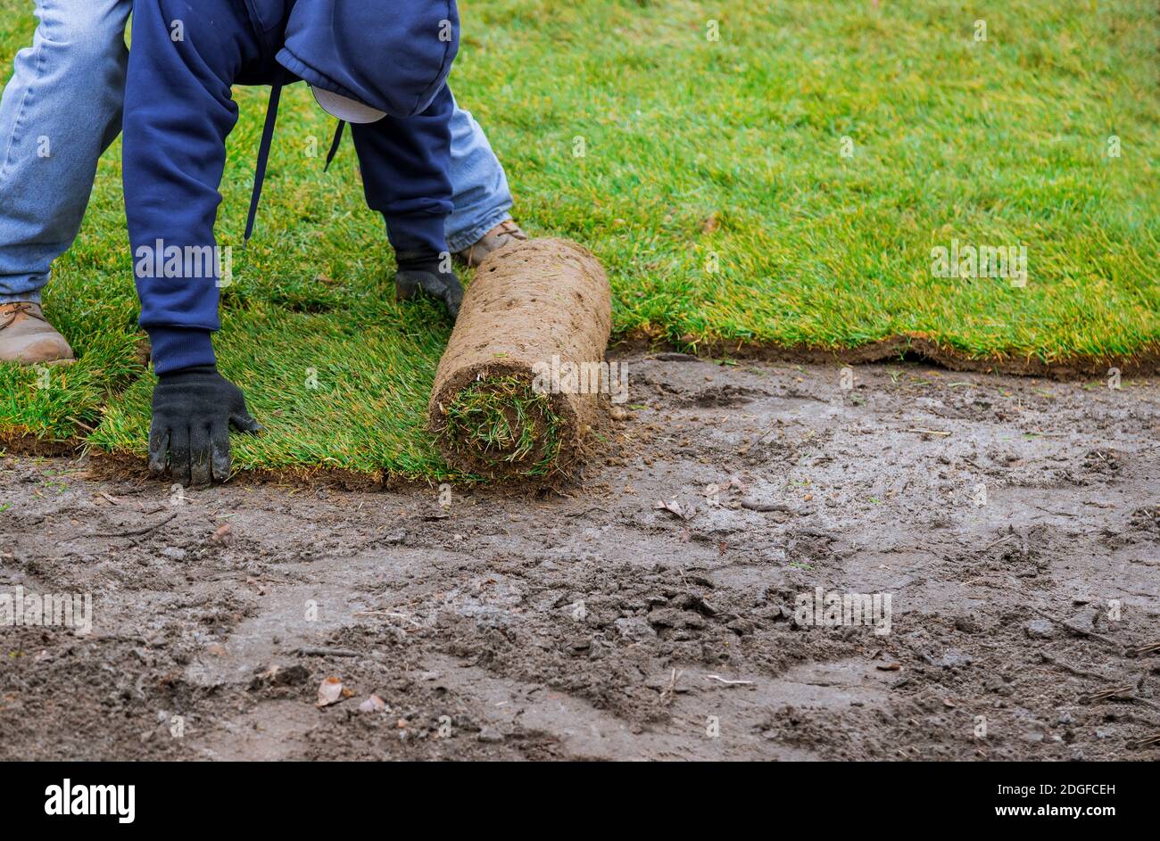Applying turf unrolling new grass roll Stock Photo Alamy