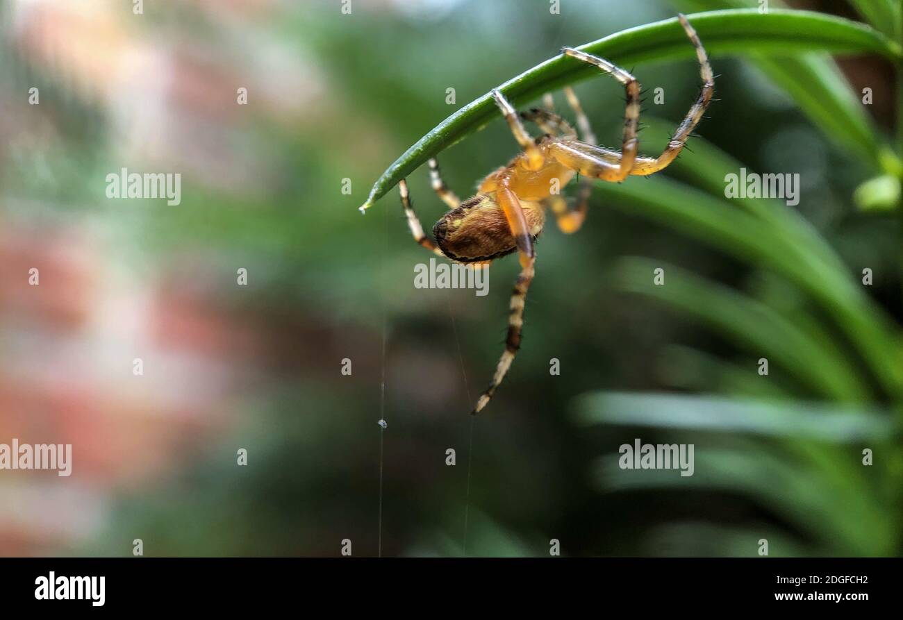 Macro photo of a spider hunting at its web Stock Photo - Alamy