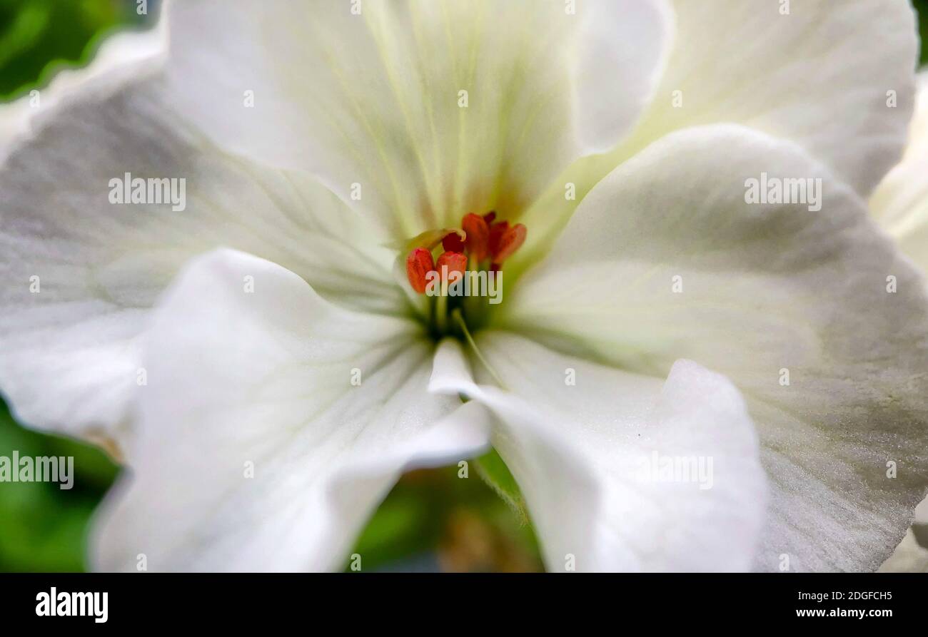 White hydrangea flowers hi-res stock photography and images - Alamy