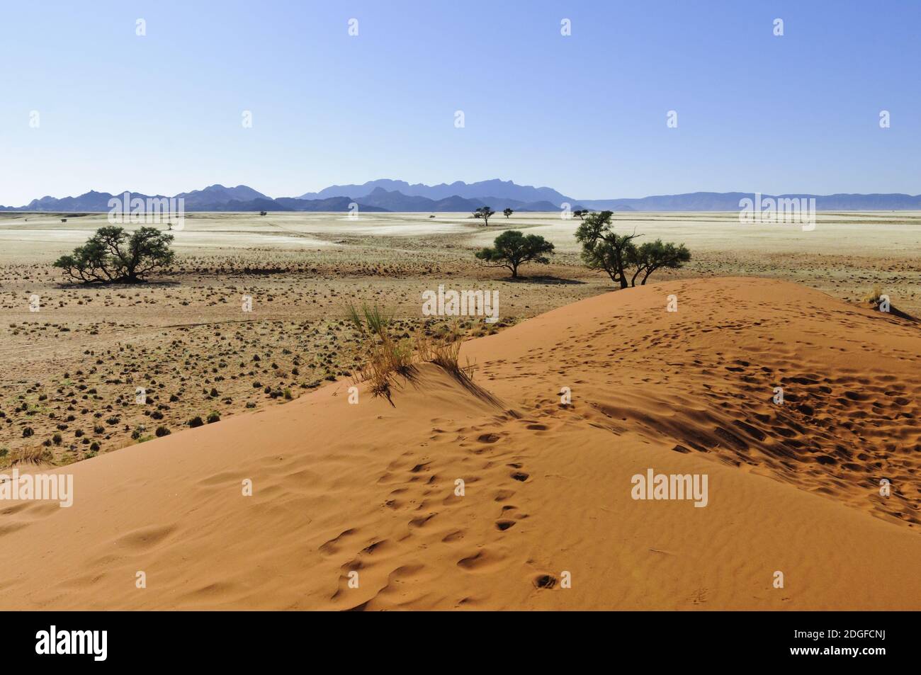 Dunes with acacia trees in the Namib desert, Namibia, Africa. Stock Photo