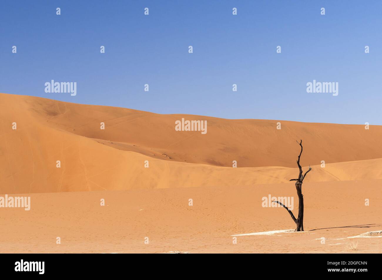 Dune with acacia tree in the Namib desert, Sossusvlei, Namibia, Africa. Stock Photo