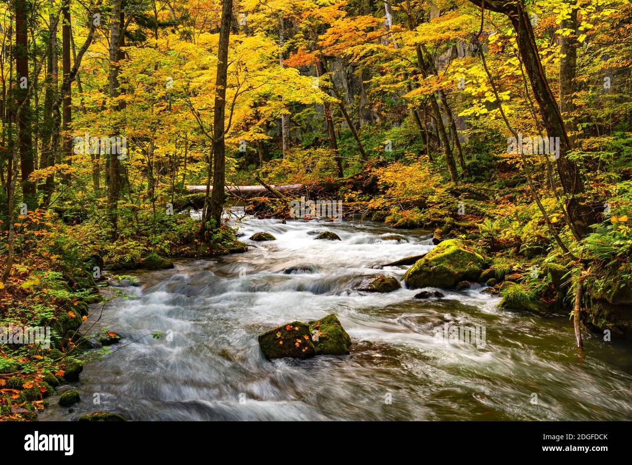 Beautiful Oirase Mountain Stream flow over rocks in the colorful foliage of autumn forest Stock Photo