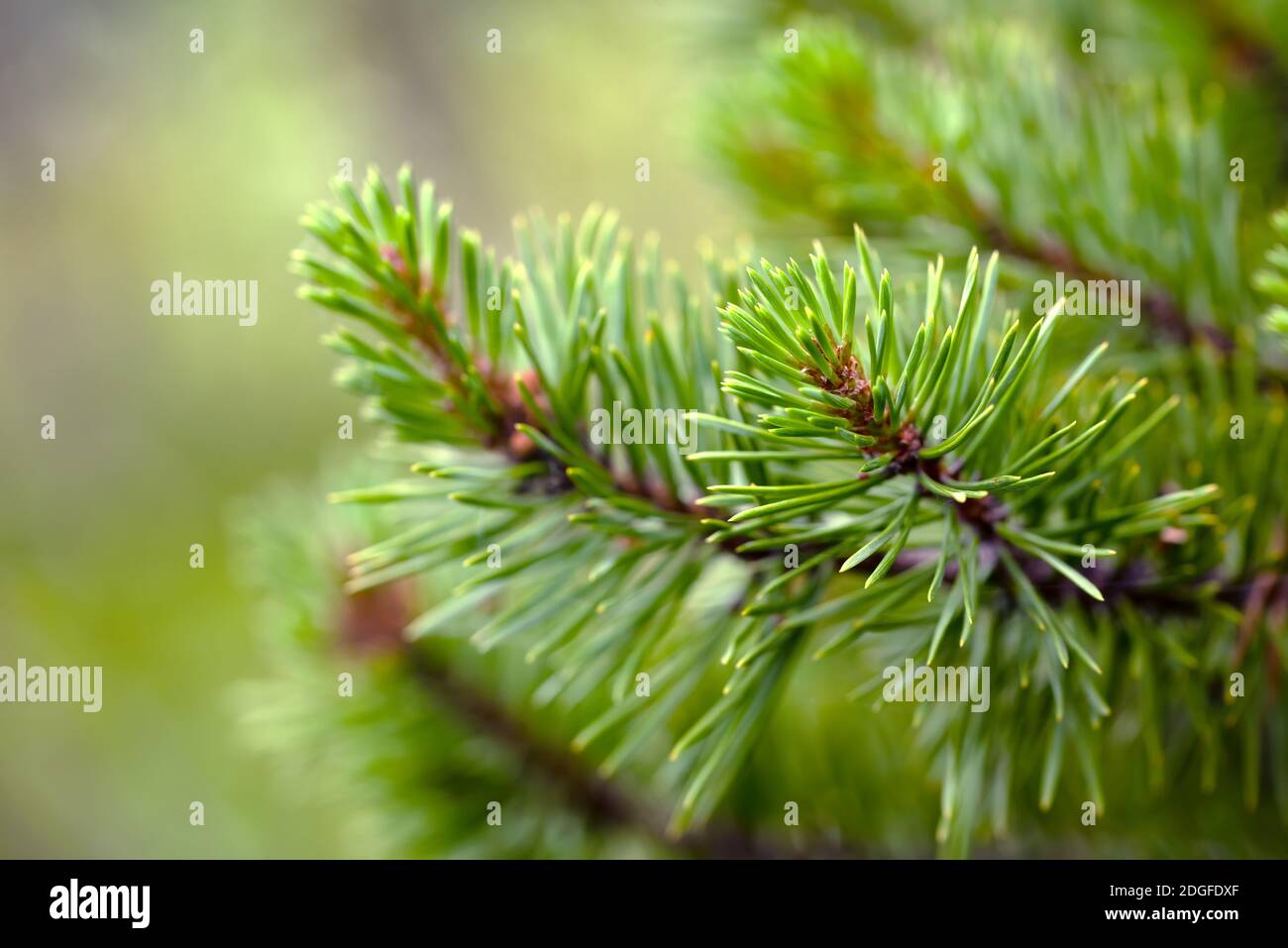 Long needles pine hires stock photography and images Alamy