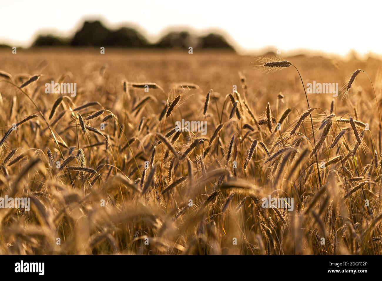 Grain on a field in Europe Stock Photo