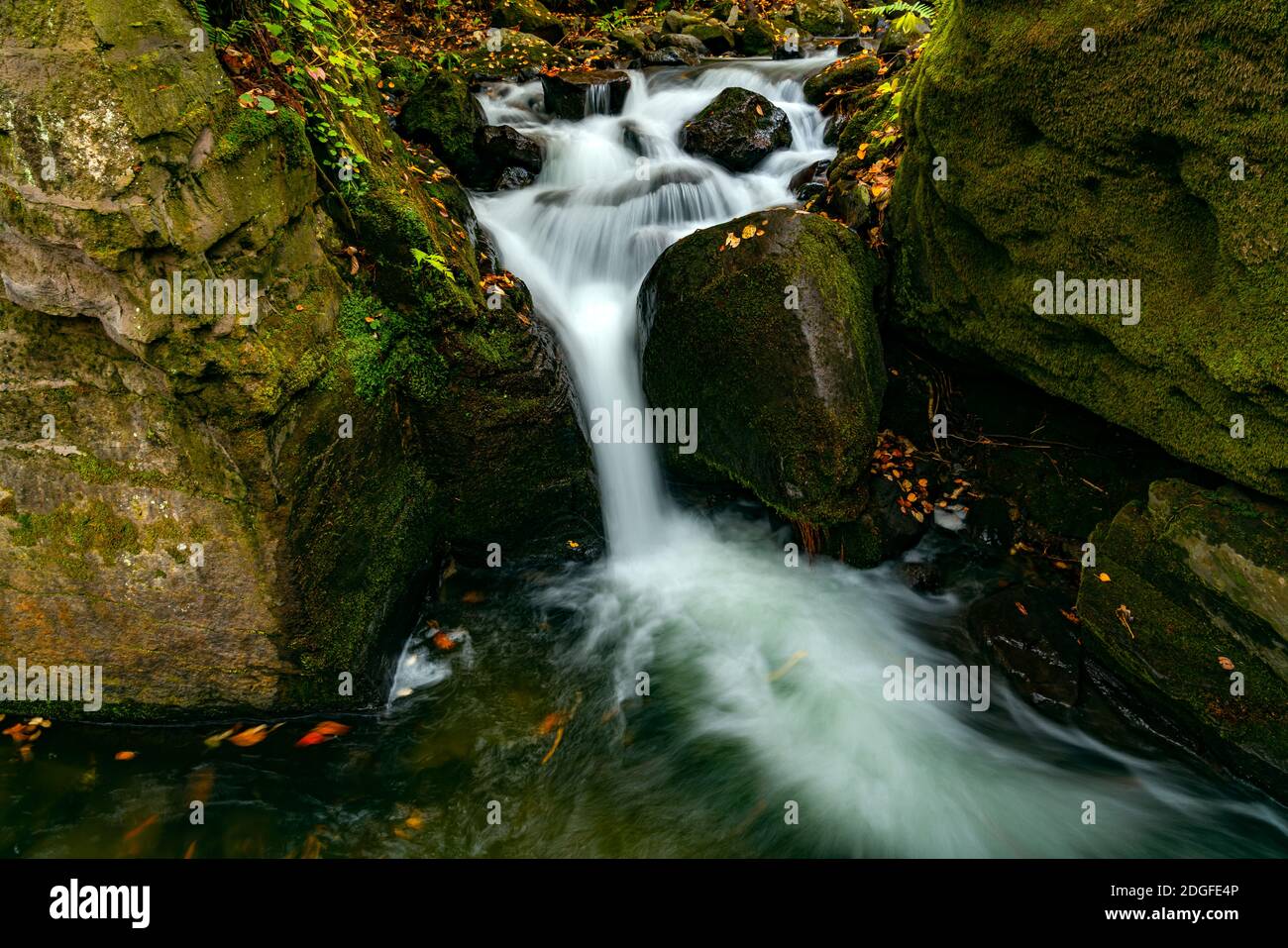 Oirase Mountain Stream flow passing green mossy rocks covered with colorful falling leaves Stock Photo