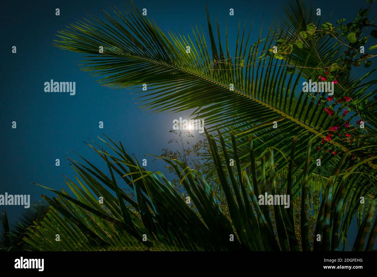 The moon shines through the branches of a palm tree in the night sky ...
