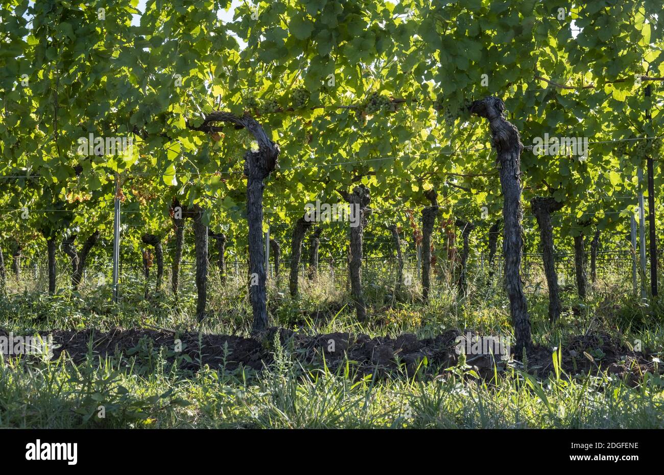 Vines in summer Stock Photo - Alamy