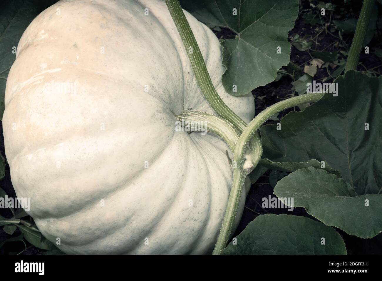 Pumpkin grows in the garden among green leaves Stock Photo - Alamy