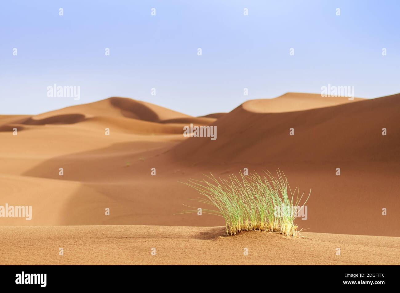 Sand dunes with grass in the Sahara, Morocco, Africa. Stock Photo