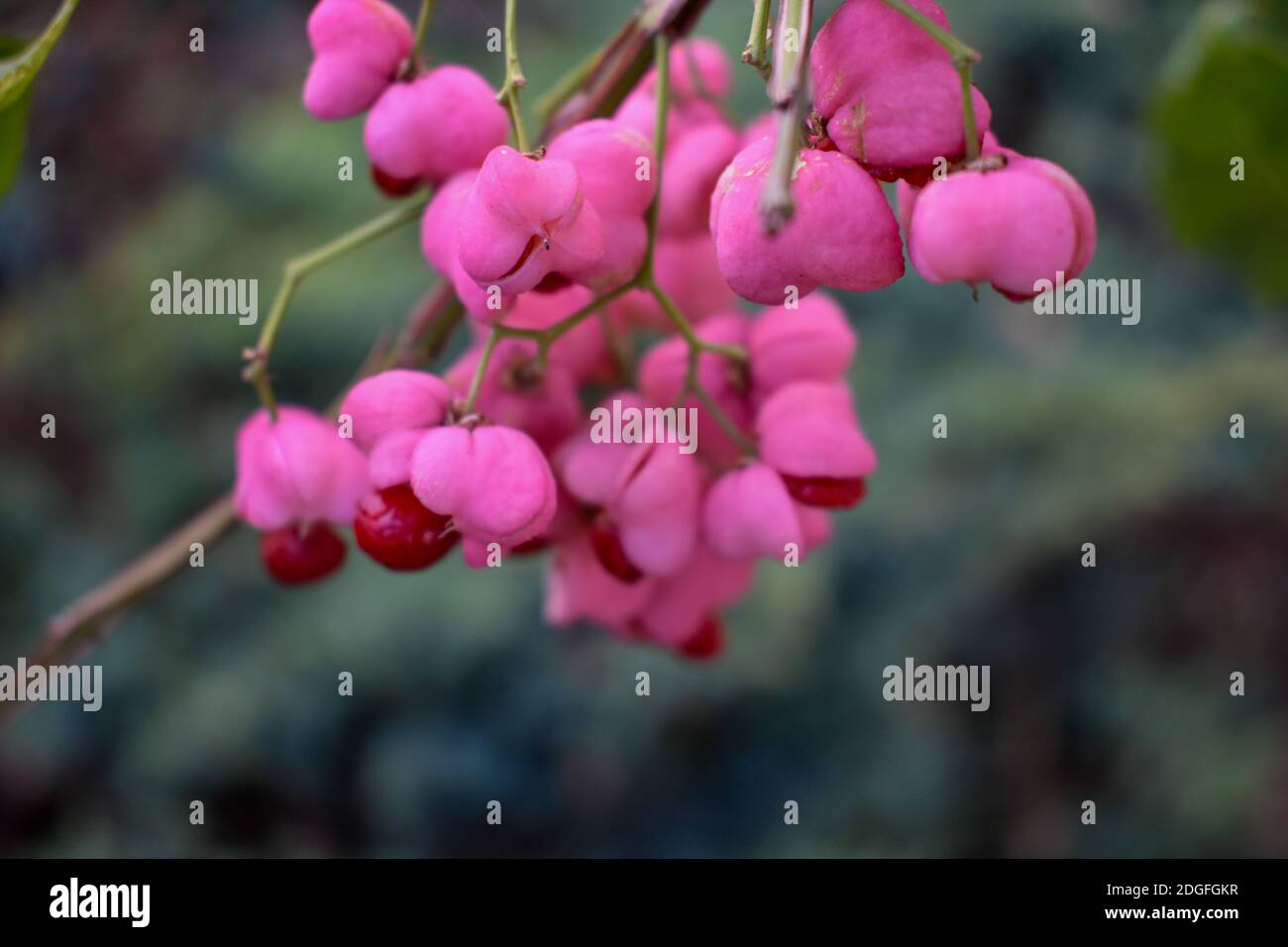 Bright flowers of European spindle tree in early autumn Stock Photo Alamy