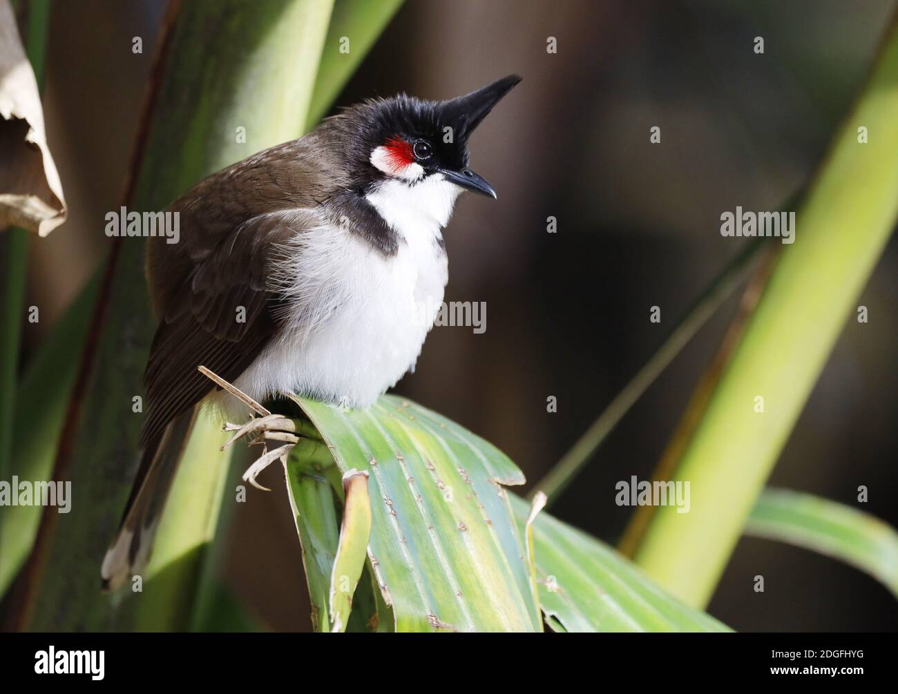 Southeast Asian Red-whiskered bulbul (Pycnonotus jocosus), Mauritius, Africa Stock Photo