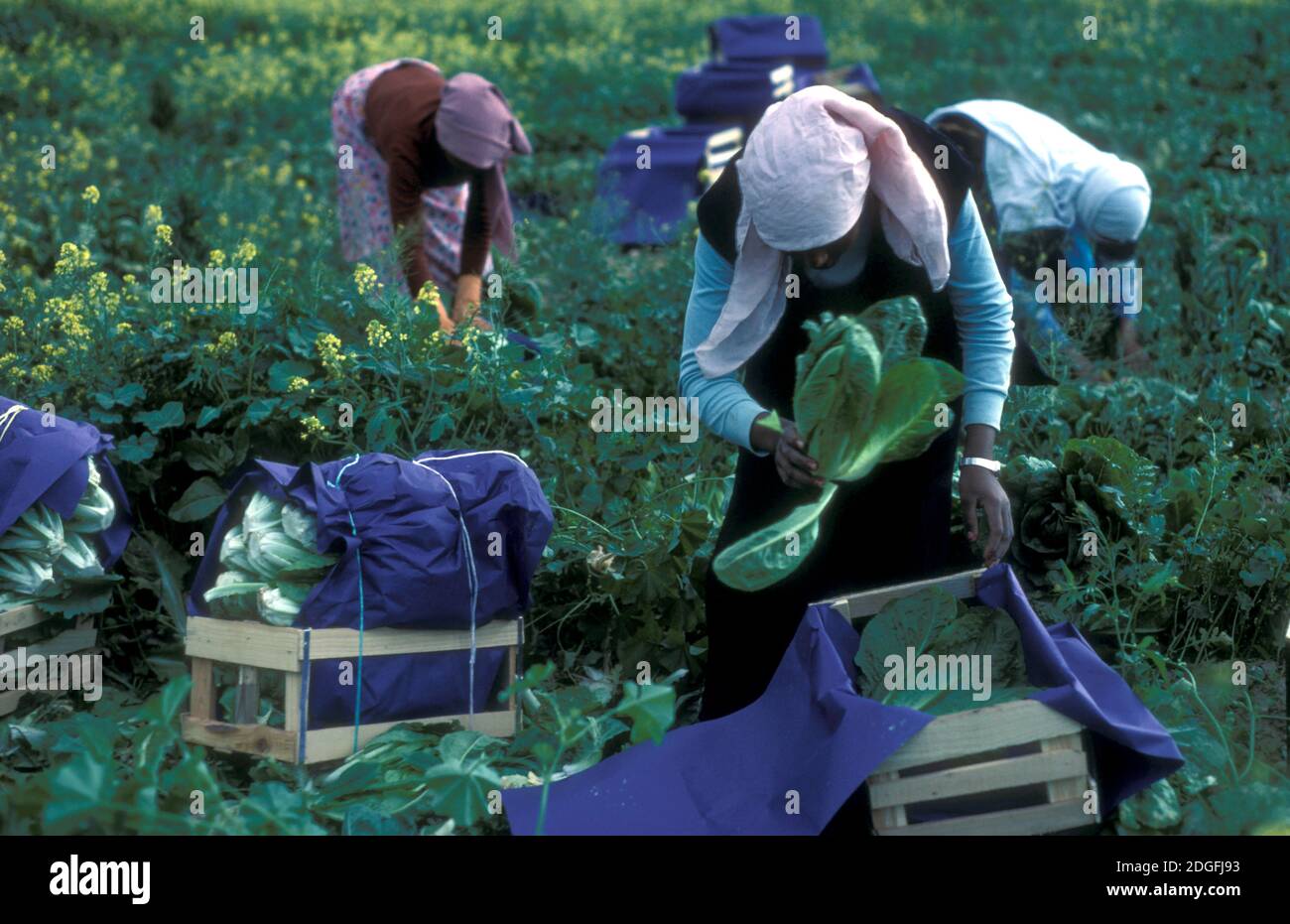 Palestinian workers harvesting lettuce Jordan Valley, 1982 Stock Photo