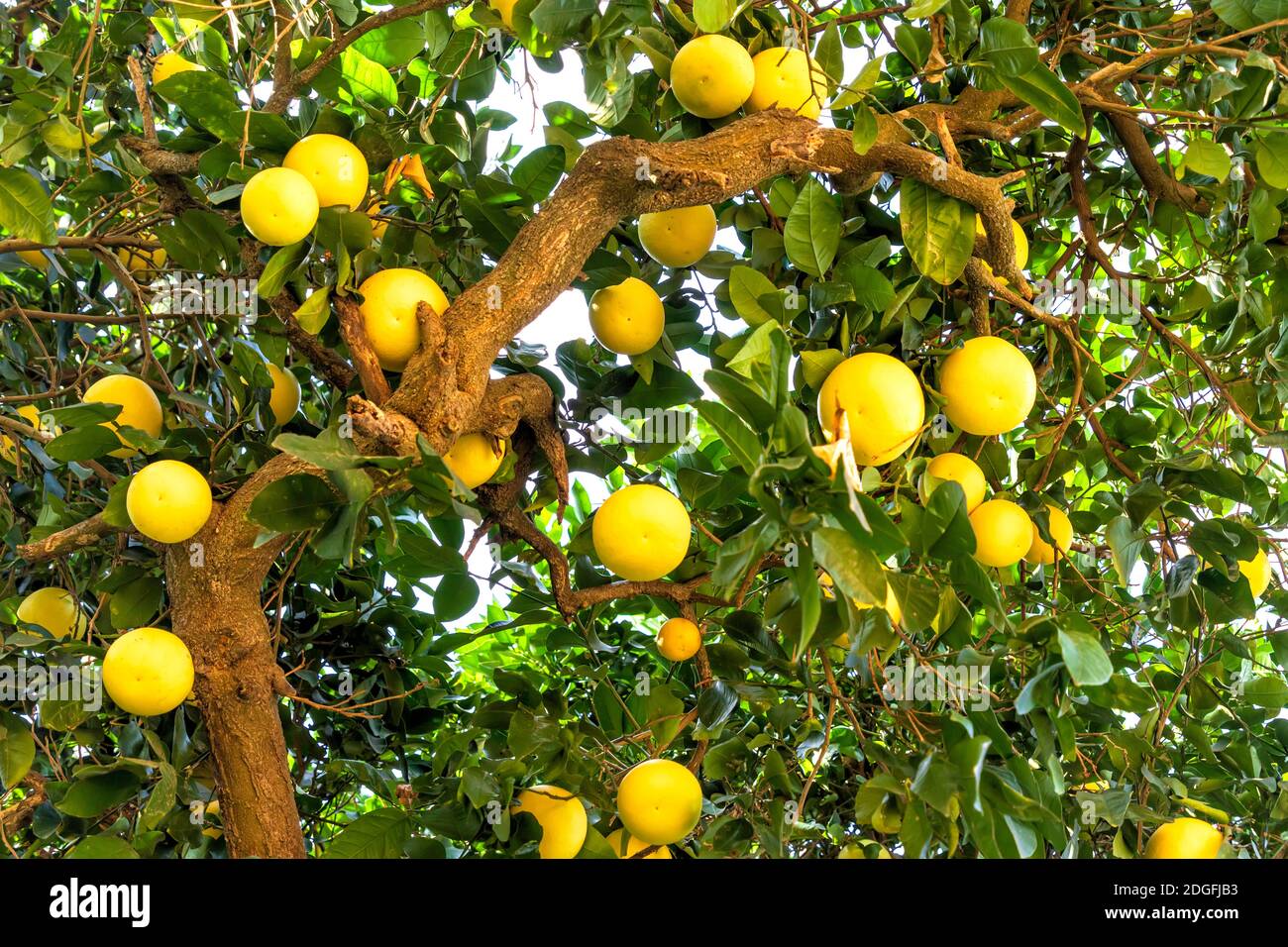 Branches of grapefruit trees with ripe fruits closeup Stock Photo Alamy