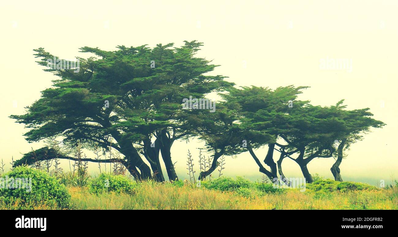 Monterey cypress (Cupressus macrocarpa) at Te Horo Beach, NZ Stock Photo