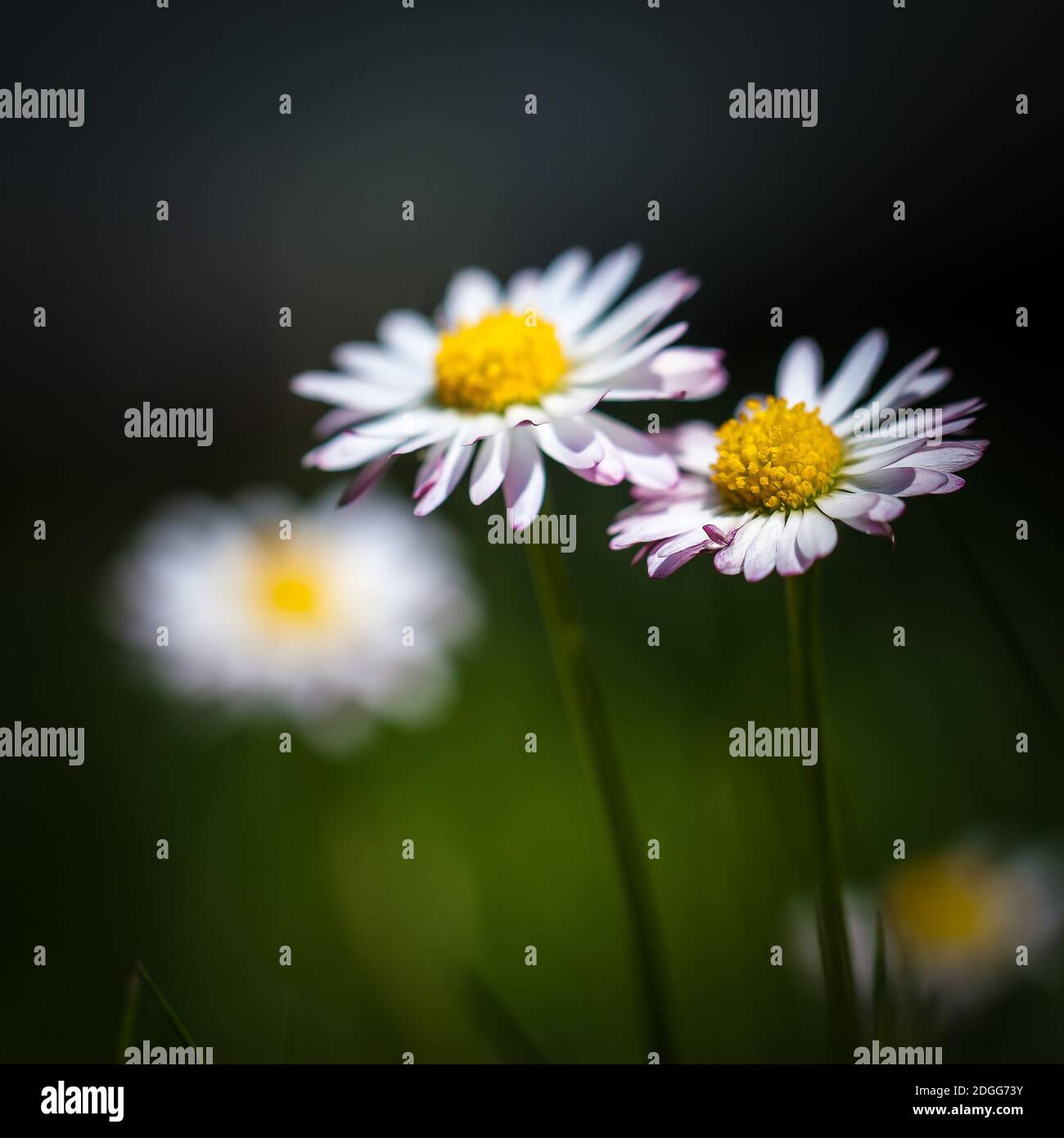 Close-up of daisies Stock Photo