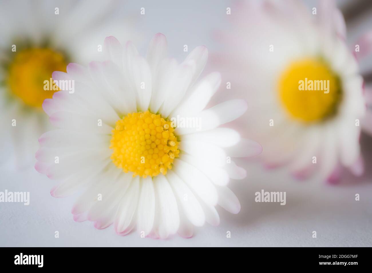Close-up of daisies Stock Photo