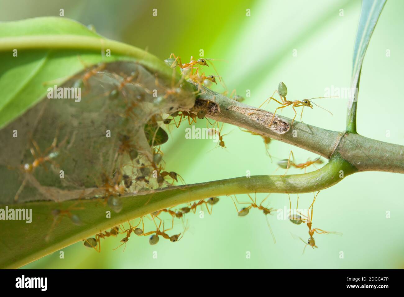 Green Tree ants (Oecophylla smaragdina) guarding their nest on a tree branch. December, 2020. Daintree National Park, Queensland, Australia. Stock Photo