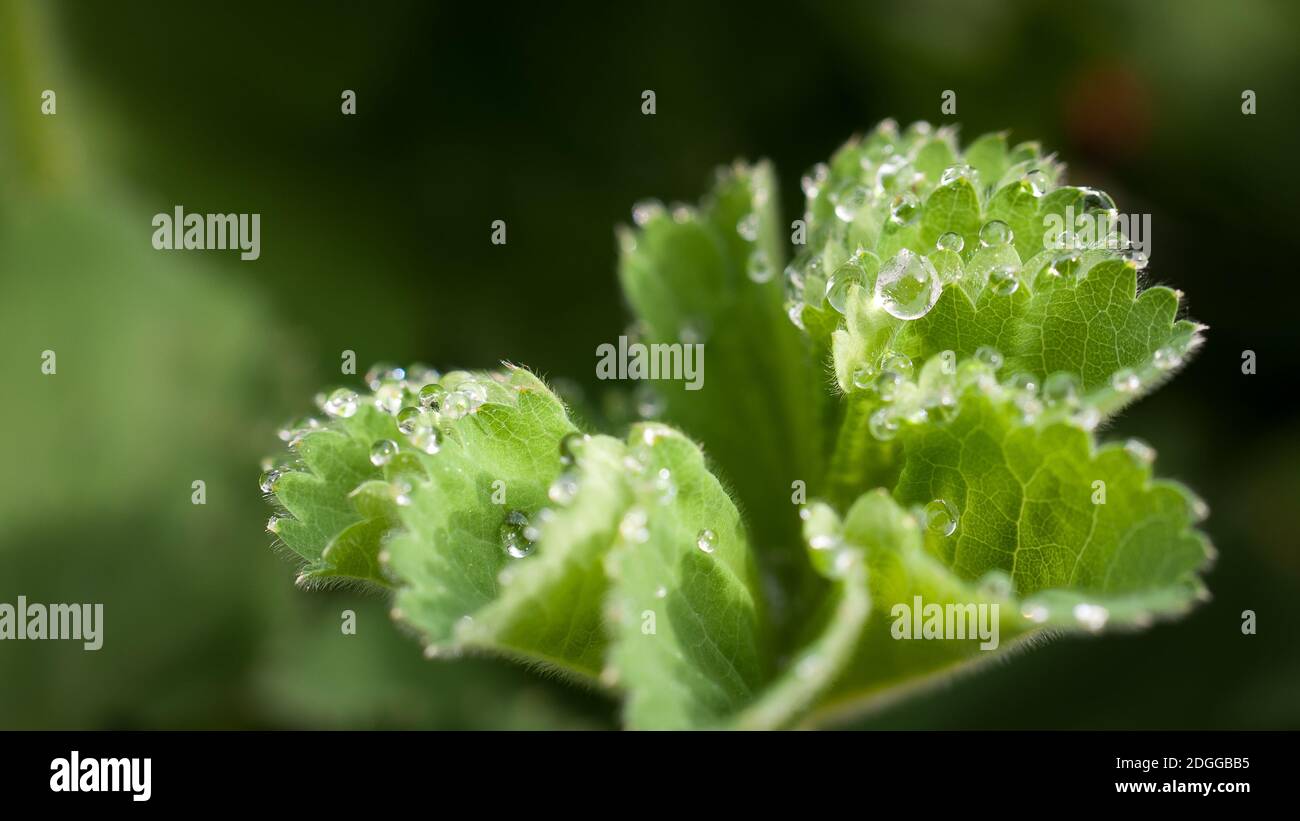 Water drops in the morning dew on a plants leaf Stock Photo