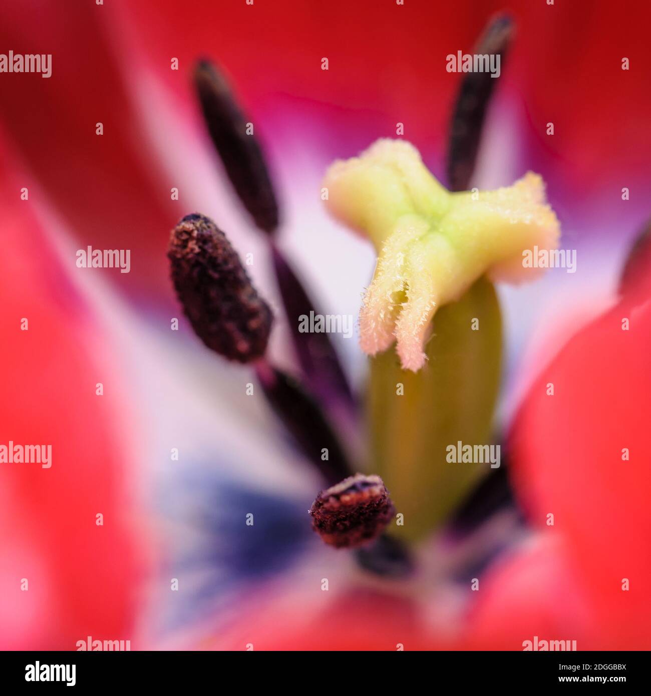 Close-up of a tulips blossom Stock Photo
