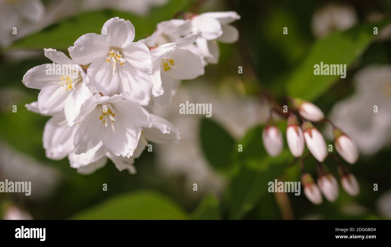 White blossoms in bright sunlight Stock Photo