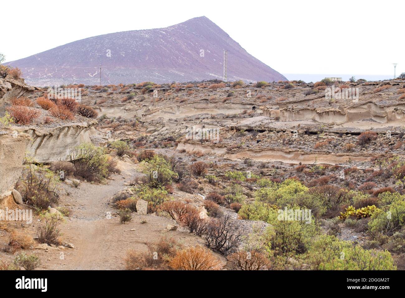 The coastal scrub habitat with Roja Montana, south-west Tenerife, Canary Islands, Spain. Stock Photo