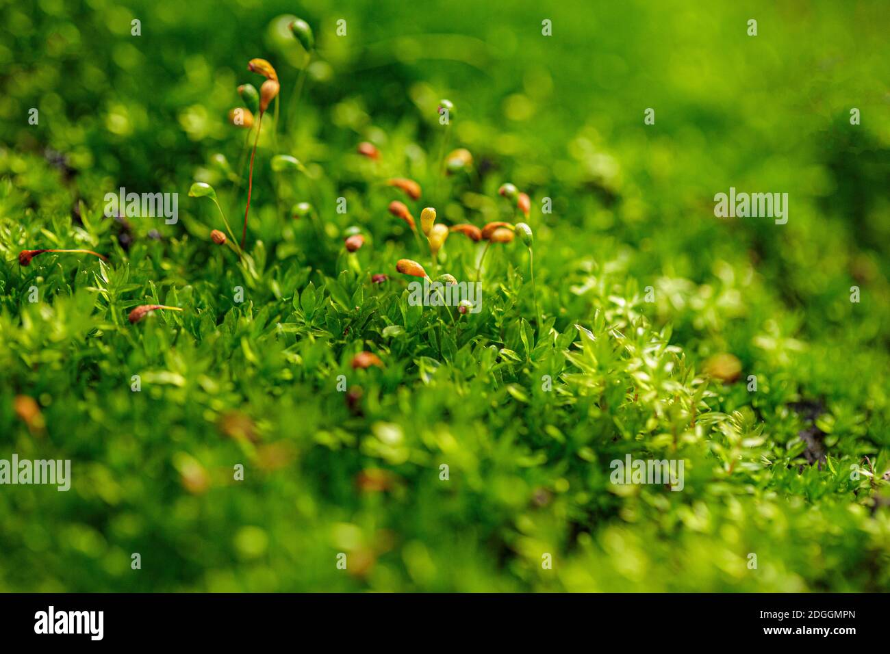 Beautiful nature background hi-res stock photography and images - Alamy