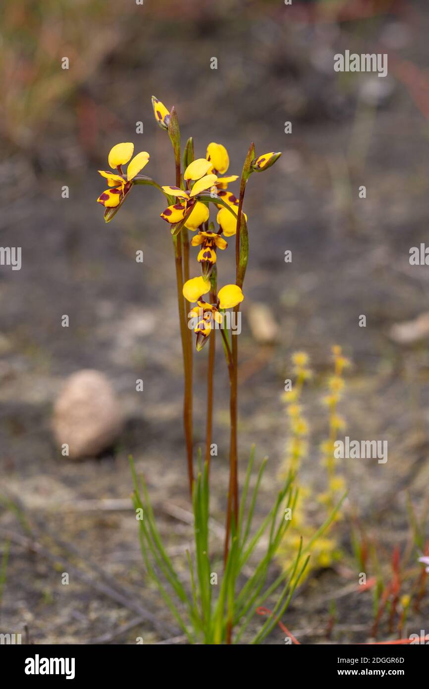 yellow flowers of the Donkey Orchid Diuris laxiflora in the Cape Le Grand Nationalpark, Western Australia, view from the front Stock Photo