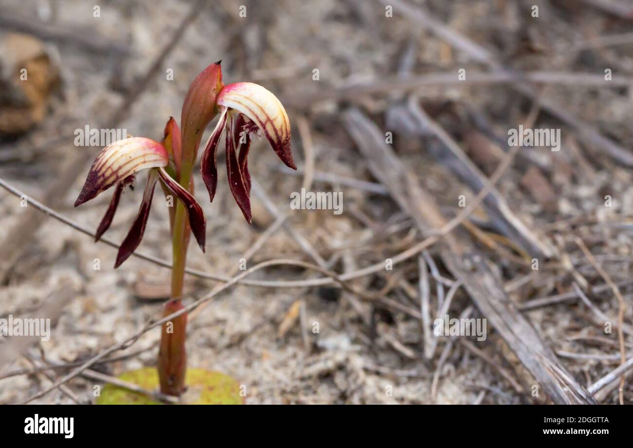 The Beak Orchid Pyrorchis nigrans in the Cape Le Grand Nationalpark close to Esperance, Western Australia, view from the front Stock Photo
