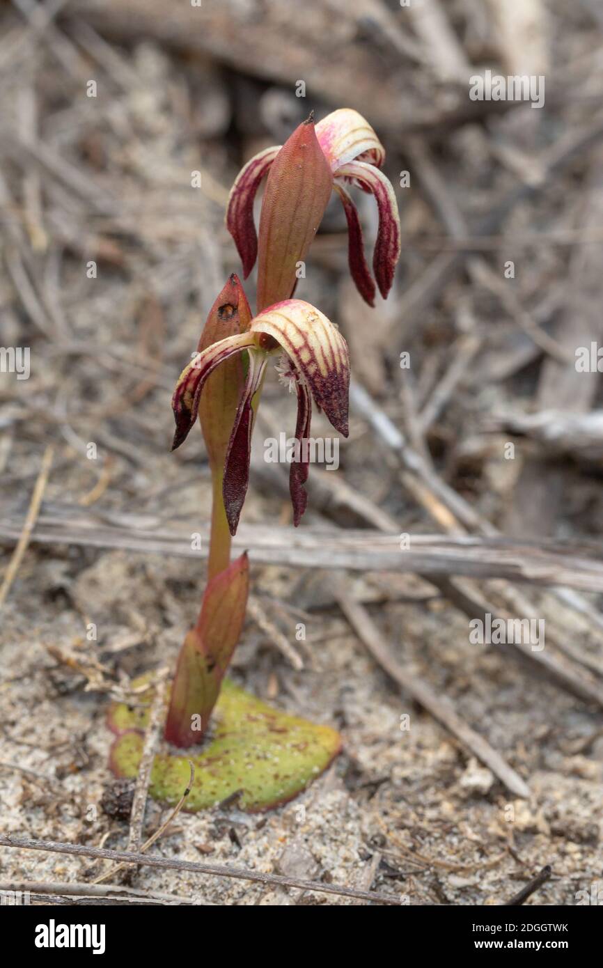The Beak Orchid Pyrorchis nigrans in the Cape Le Grand Nationalpark close to Esperance, Western Australia, view from the front Stock Photo